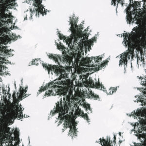 Winter forest, alienation, composing Winter forest, alienation, composing